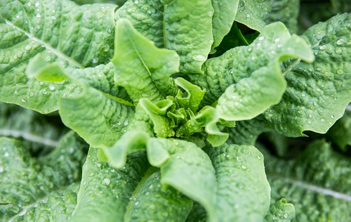 农药残留速测仪器的检测技术在哪些方面有进展