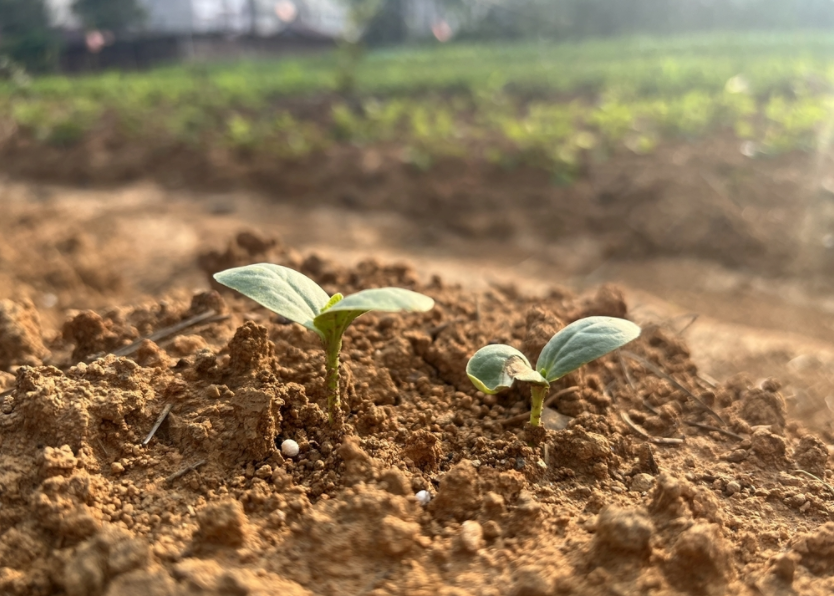 土壤重金属速测仪的应用领域，土壤重金属检测仪的作用