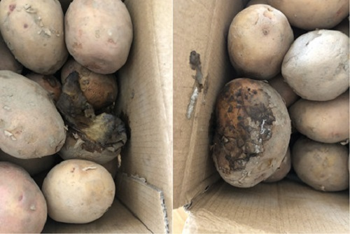 明知故犯！隔夜蟹、变质土豆上了消费者餐桌，谁给的勇气