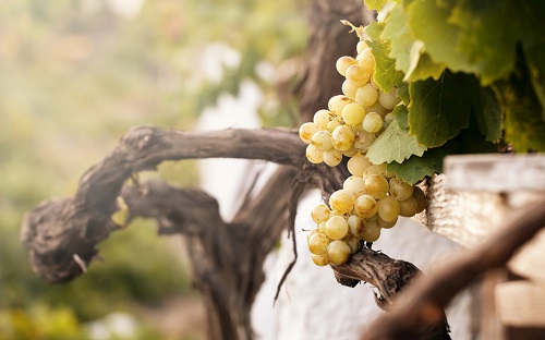 含有农药残留的农产品能不能吃?农药残留是否超标如何确定?