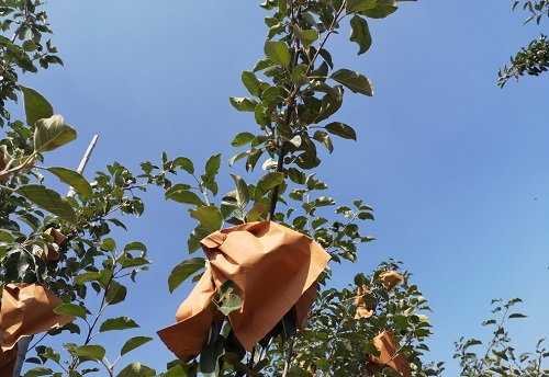 果蔬套袋对农残有影响吗？用农药残留速测仪一测便知