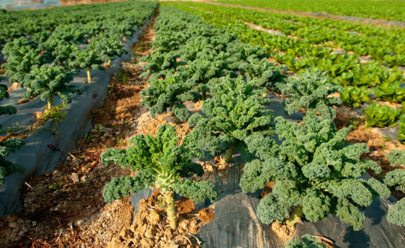 专业级测定！肥料养分含量测定仪帮您分析土壤和肥料中的养分含量